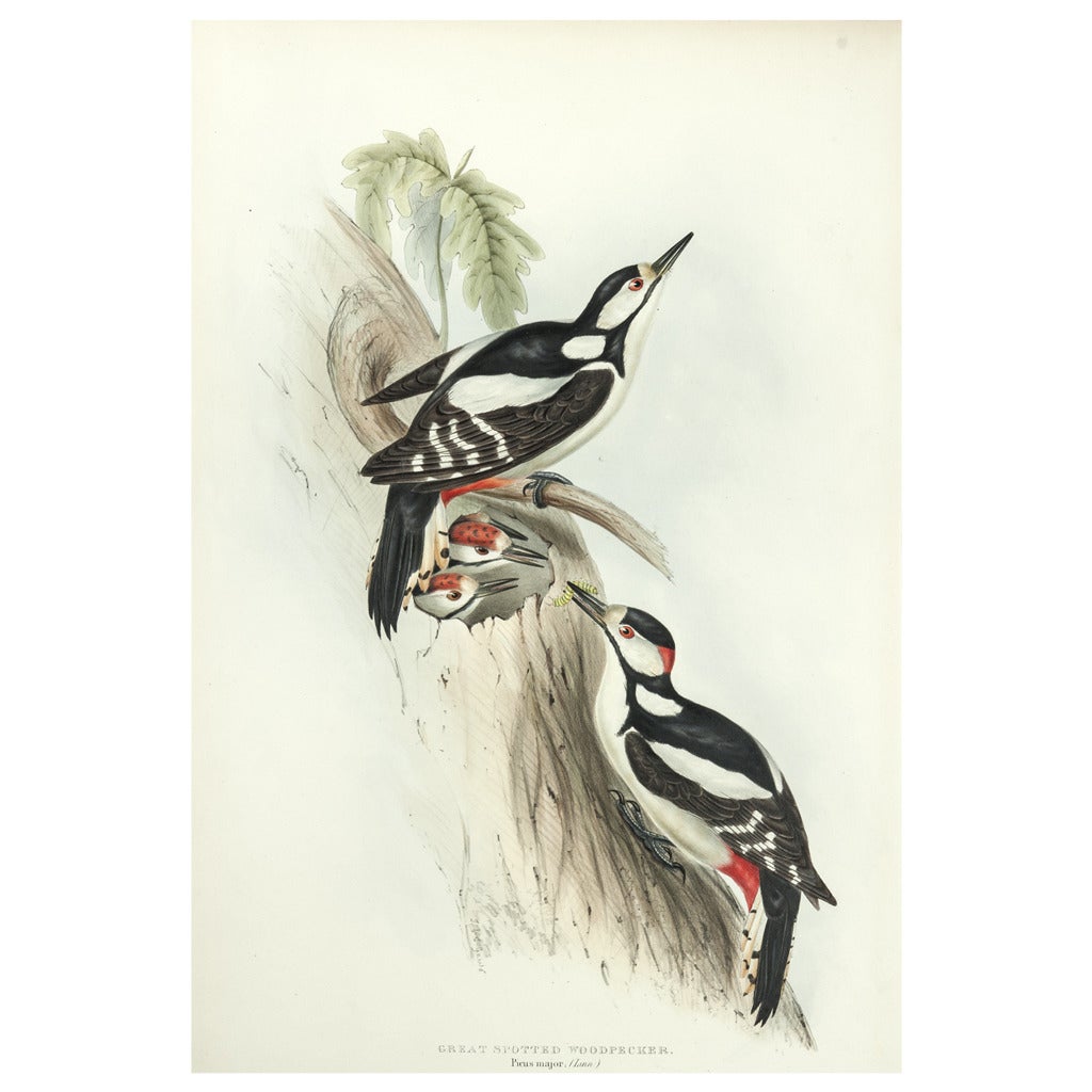 Great Spotted Woodpecker Painting For Sale