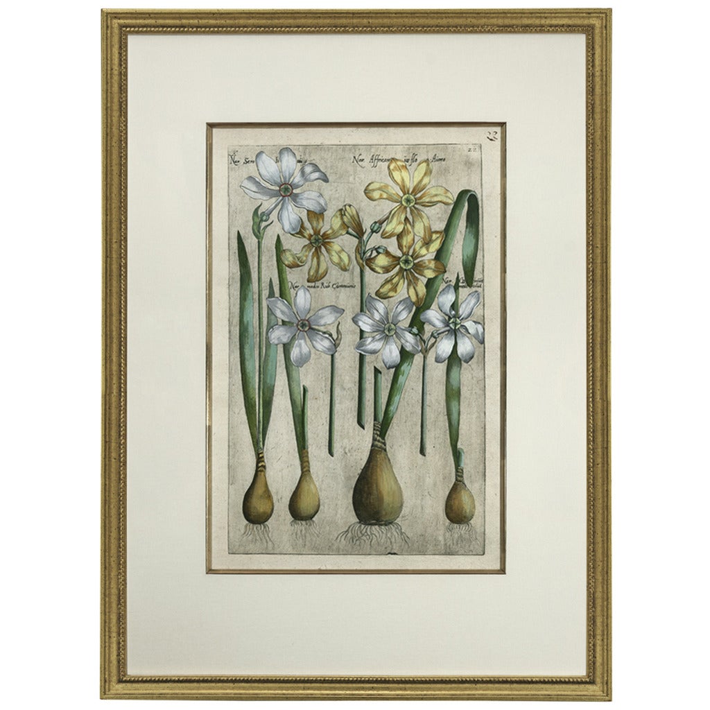 Hand-Colored Copperplate Engraving of Narcissus by Emanuel Sweert For Sale