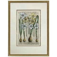 Hand-Colored Copperplate Engraving of Narcissus by Emanuel Sweert