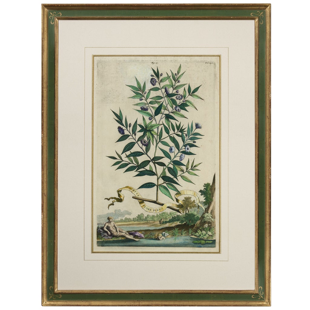 Myrtus Flore Pleno Botanical Engraving by Abraham Munting For Sale
