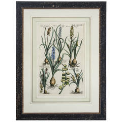 Muscari Flore and Hyacinth Botanical Engraving by Michael Valentini