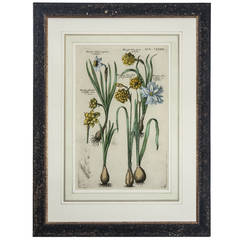 Antique Narcissus Botanical Engraving by Michael Valentini