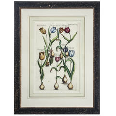 Texas Tulip or Fire Tulip Botanical Engraving by Michael Valentini