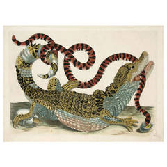 Antique Caiman and Snake, 1719