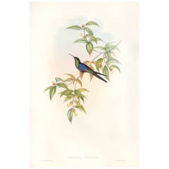 Hummingbird, Long-Tailed Woodnymph Lithograph, circa 1850