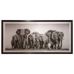 Elephants Advancing Panoramic Photograph