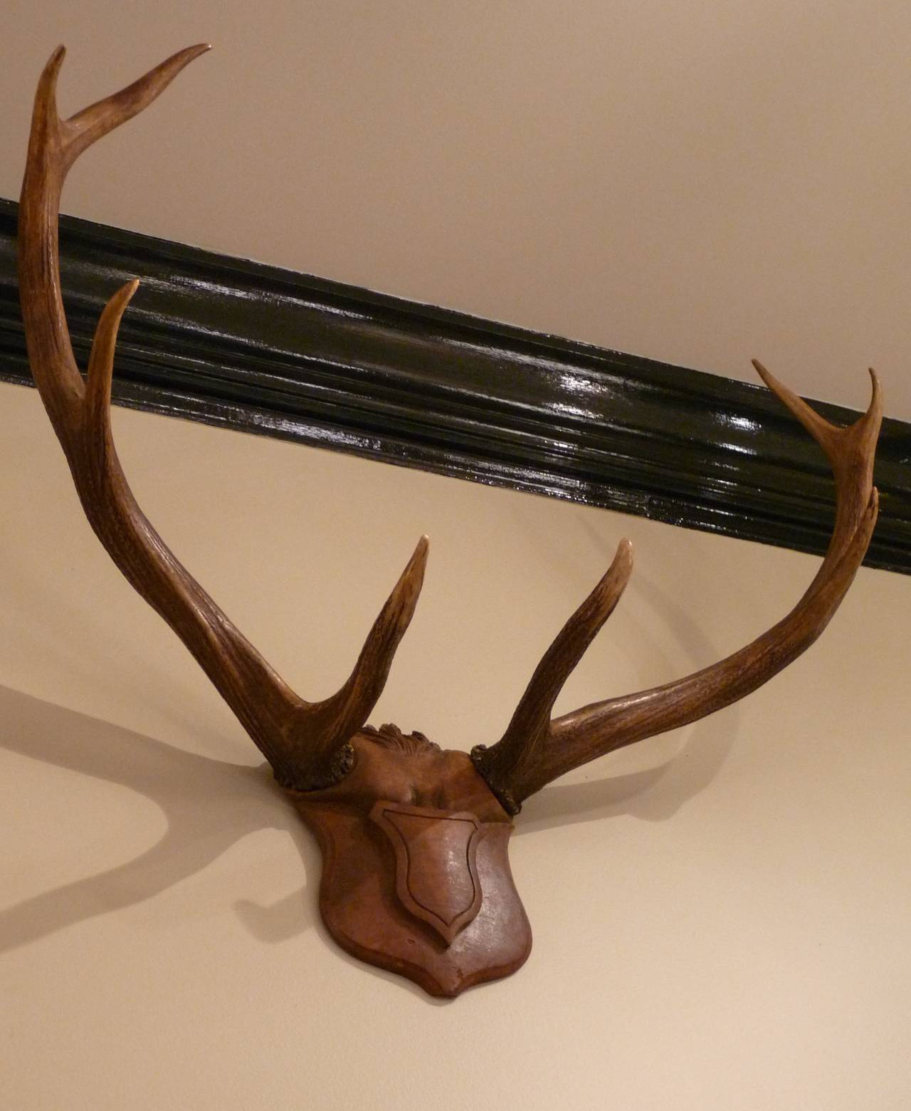 Furrowed Brow Antler Mount