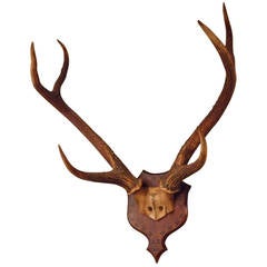 Marquetry Antler Mount