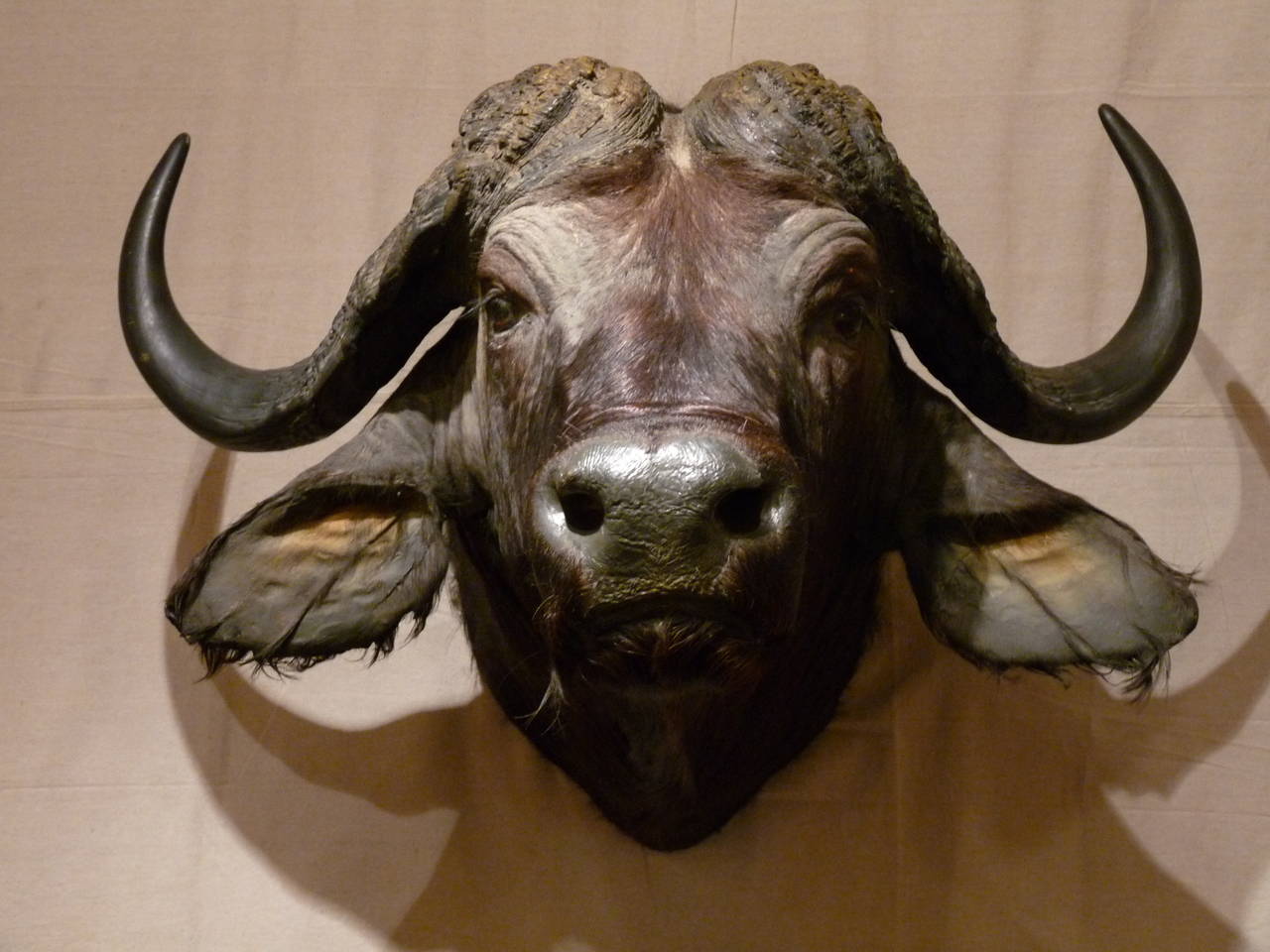 This cape buffalo is a striking example of wonderful English taxidermy. 
From a 1930s Kenyan collection.
