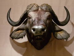 Cape Buffalo Mount Taxidermy