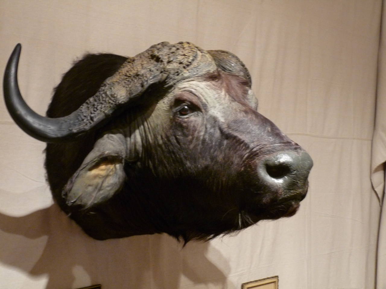 cape buffalo shoulder mount