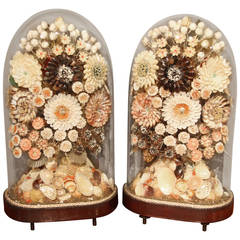 Very Rare Pair of Regency Period Shell Displays Under Glass Dome