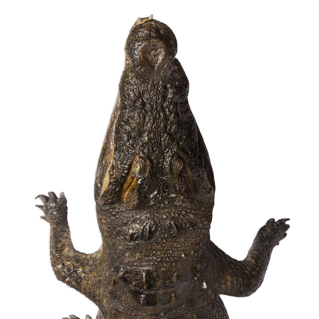 Genuine taxidermy crocodile, massive size (330 centimeters long) and extremely well preserved.