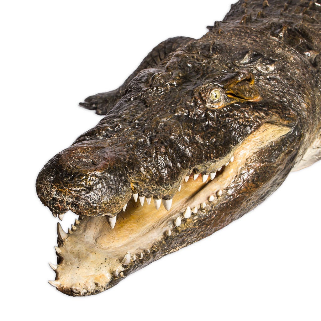 Rare Taxidermy Crocodile In Good Condition In Royal Tunbridge Wells, Kent
