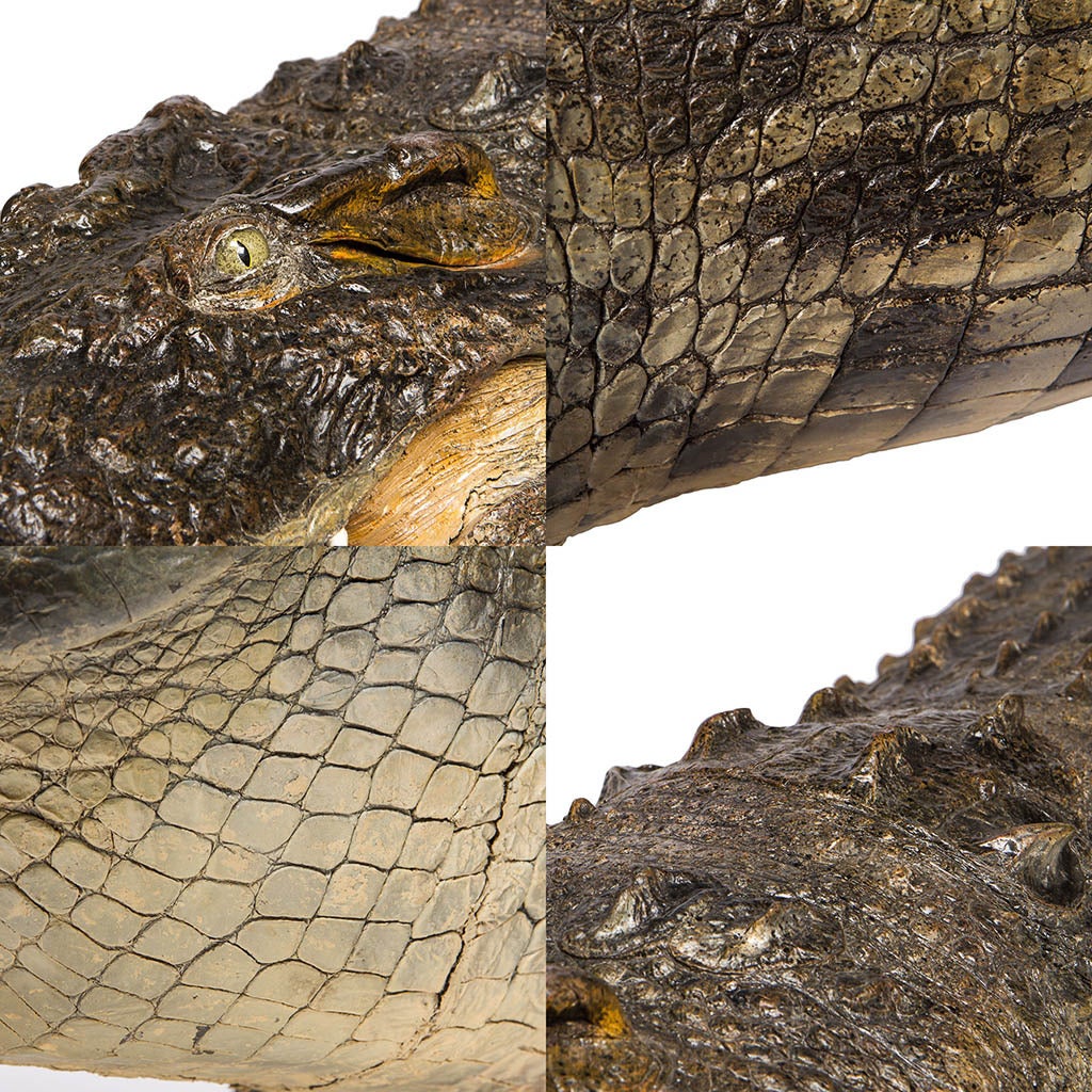 Rare Taxidermy Crocodile 1
