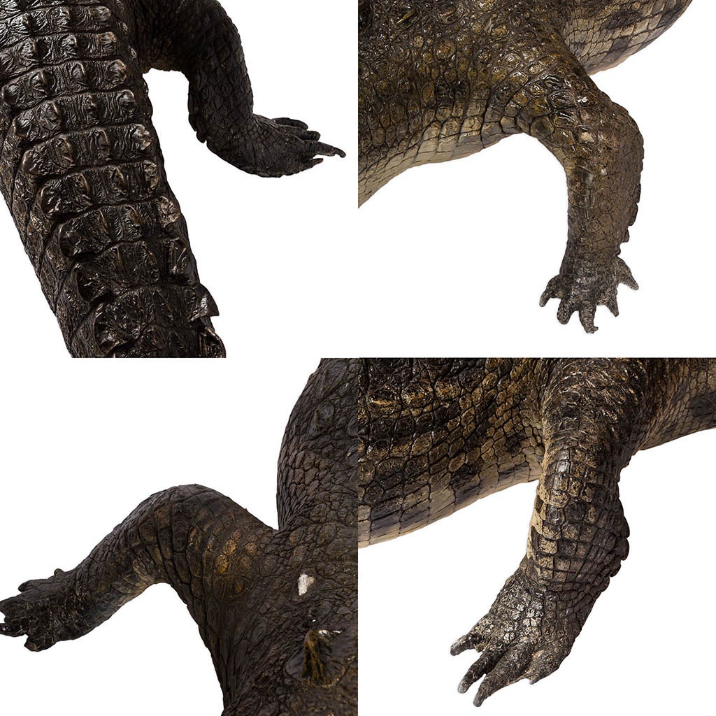 Rare Taxidermy Crocodile 3