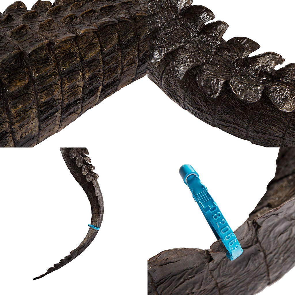 Rare Taxidermy Crocodile 4