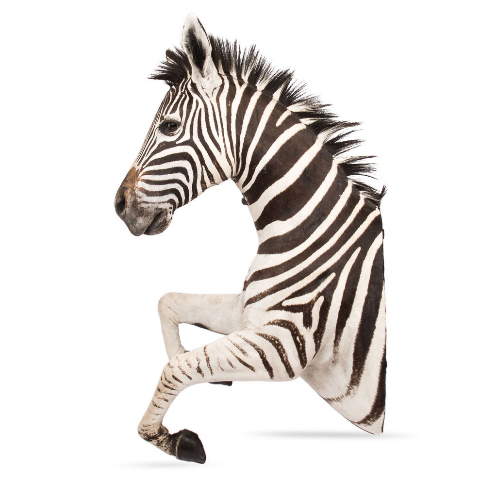 Rare African Taxidermy Rearing Burchell Zebra