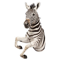 Rare African Taxidermy Rearing Burchell Zebra
