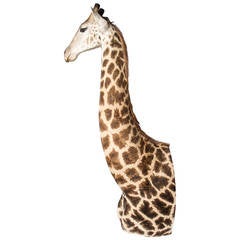 Rare African Taxidermy Giraffe Part
