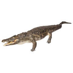 Rare Taxidermy Crocodile
