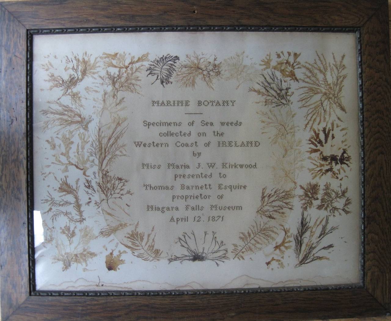 XIXe siècle, spécimens de botanique de la marine irlandaise fabriqués pour le musée des chutes du Niagara en vente 1