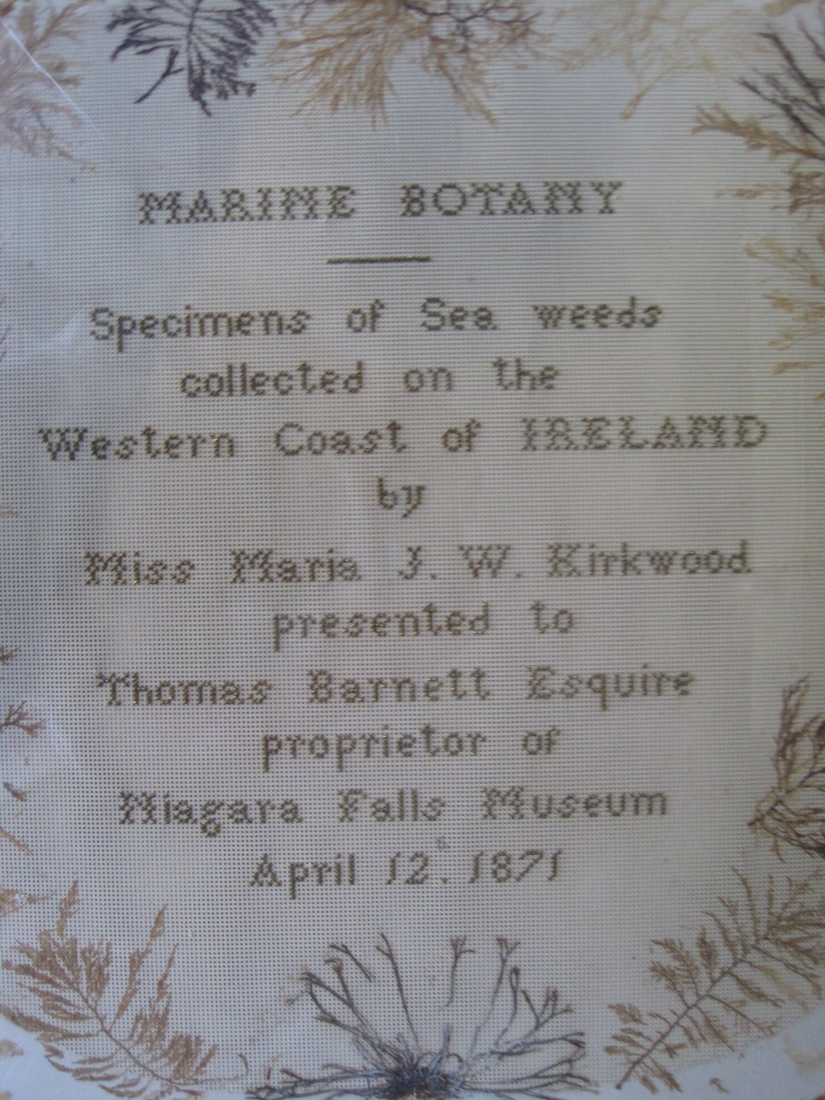 19th Century, Irish Marine Botany Specimens Made for the Niagara Falls Museum For Sale 2