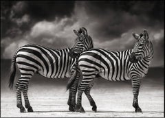 Portrait of Two Zebras Turning Heads - Black and White Photography, Nick Brandt