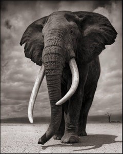 Elephant on Bare Earth, Amboseli - Black and White Photography by Nick Brandt