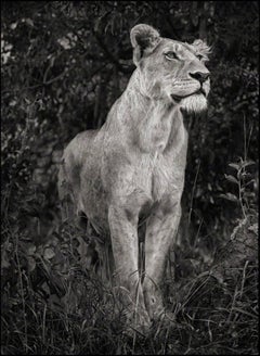 Lioness Against Dark Foliage, Serengeti- Black and White Photography Nick Brandt