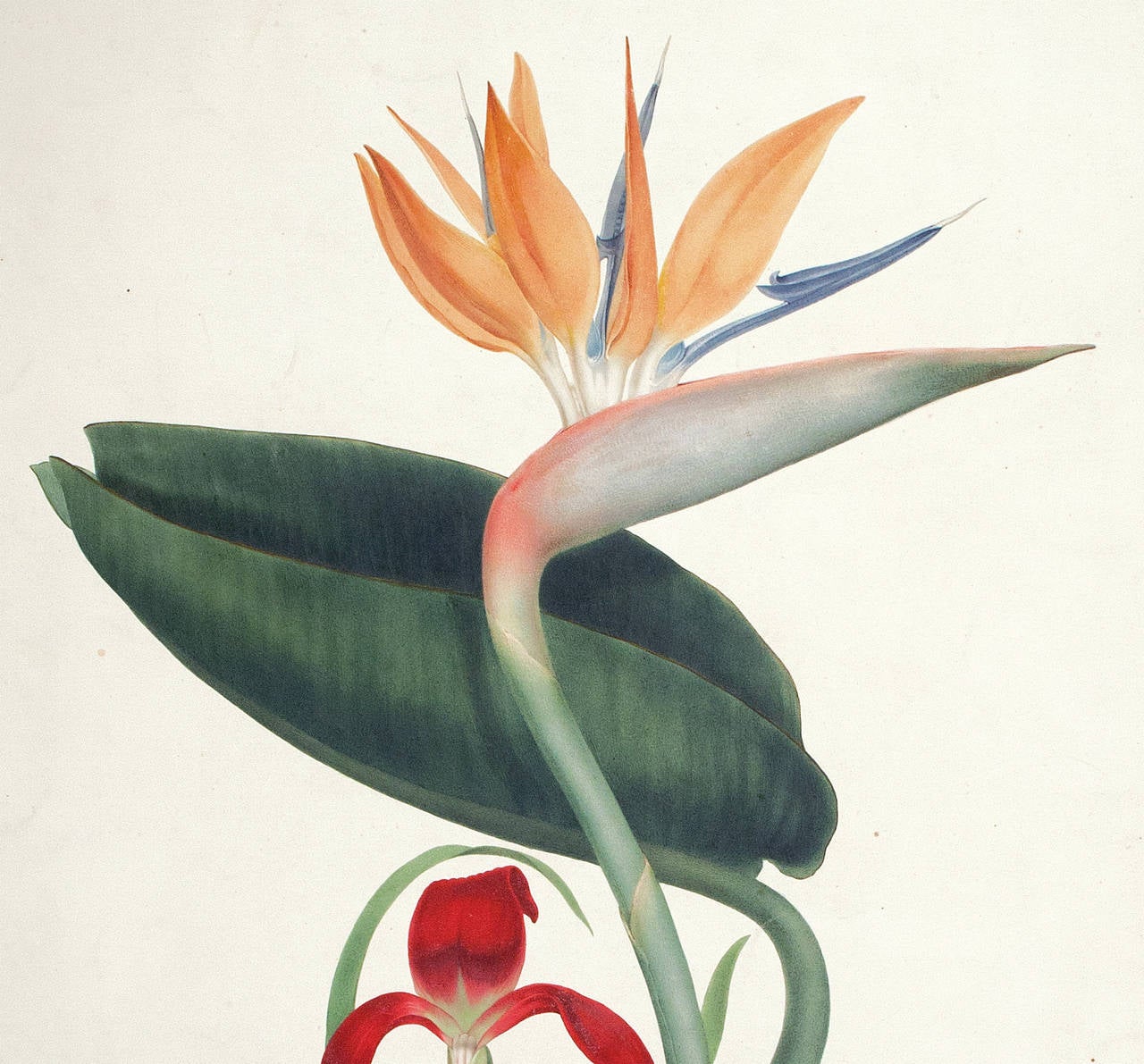 Bird of Paradise and Amaryllis by Augusta Withers. London, circa 1830. Original watercolor on artist's board.  

Mrs. Augusta Innes Withers (active 1826-1865) exhibited at the Royal Academy in London from 1829 to 1846, was a member of the Society