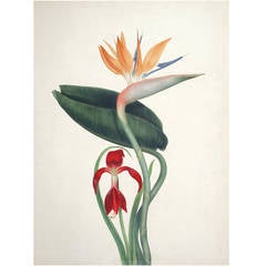 Antique Watercolor of Bird of Paradise and Amaryllis by Augusta Withers