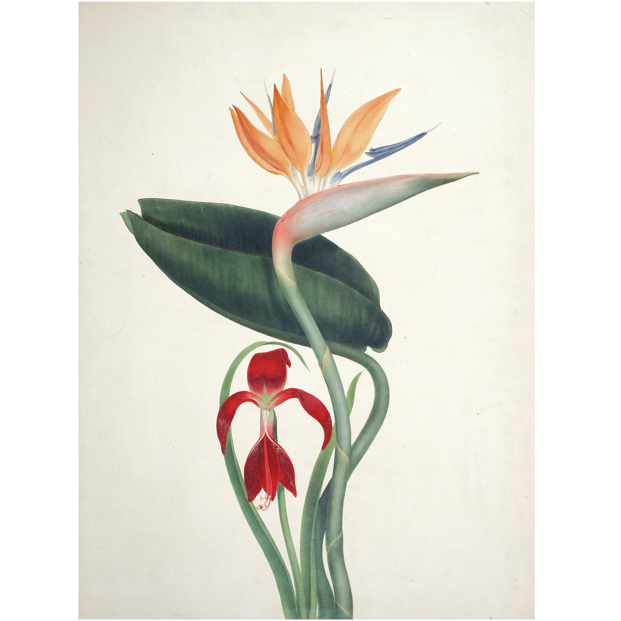 Watercolor of Bird of Paradise and Amaryllis by Augusta Withers For Sale