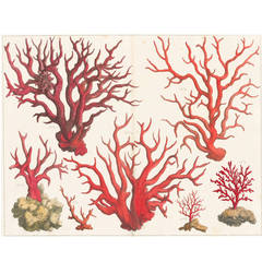Hand-Colored Engraving of Coral by Albertus Seba
