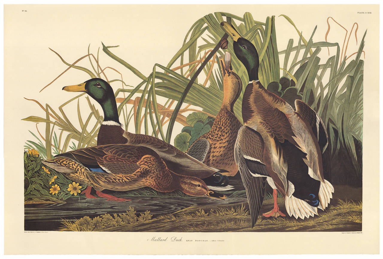 Mallard Duck by John James Audubon, Amsterdam Edition In Excellent Condition For Sale In New York, NY