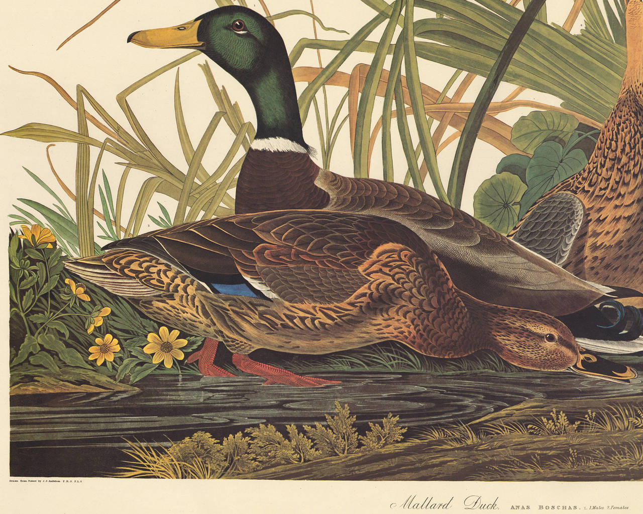 Dutch Mallard Duck by John James Audubon, Amsterdam Edition For Sale