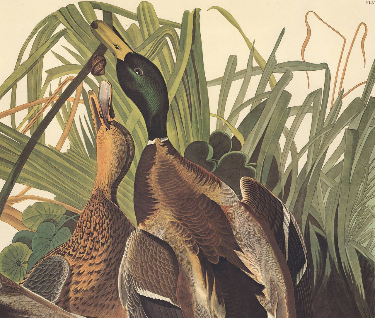 Plate CCXXI, Mallard Duck by John James Audubon from The Birds of America, the Amsterdam Edition, printed in Amsterdam, 1971-73. Original multicolored photo-offset print. 