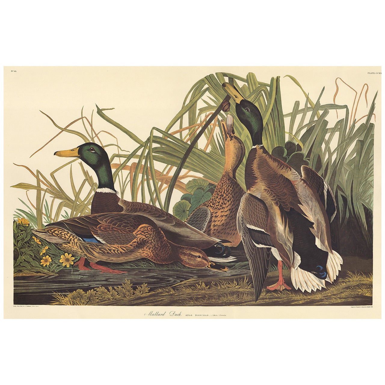 Mallard Duck by John James Audubon, Amsterdam Edition For Sale