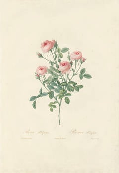 Rosier Pompon Engraving from Les Roses by Pierre-Joseph Redouté