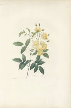 Rosier de Bancks Engraving by Pierre-Joseph Redouté