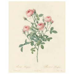 Rosier Pompon Engraving from Les Roses by Pierre-Joseph Redouté