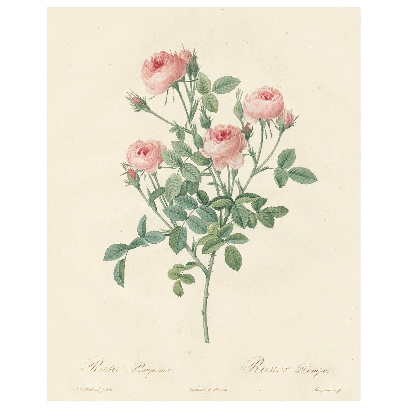 Rosier Pompon Engraving from Les Roses by Pierre-Joseph Redouté For Sale
