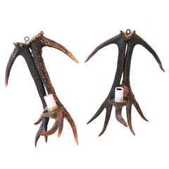 Pair of Antler Sconces
