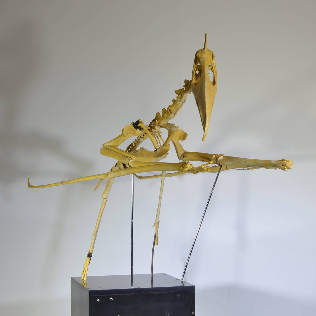 American Model Museum Piece Pterodactyl Dinosaur