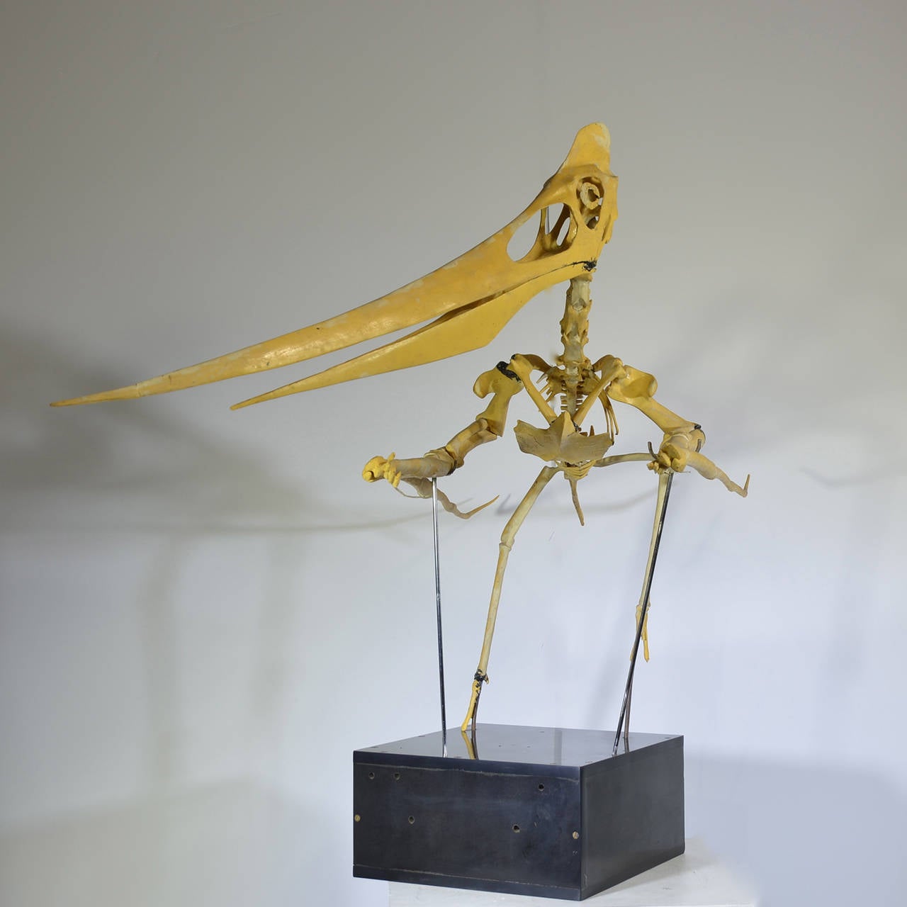 Mid-20th Century Model Museum Piece Pterodactyl Dinosaur