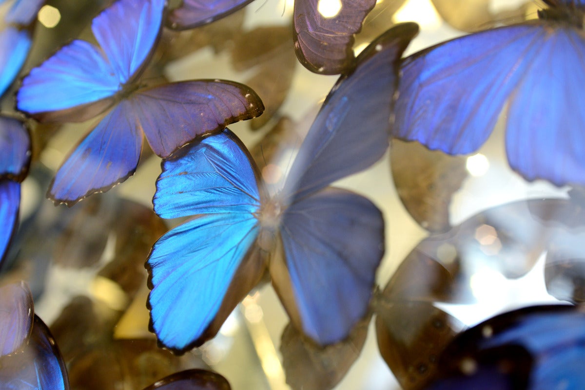 Peruvian Butterflies Morpho from Peru under Framework