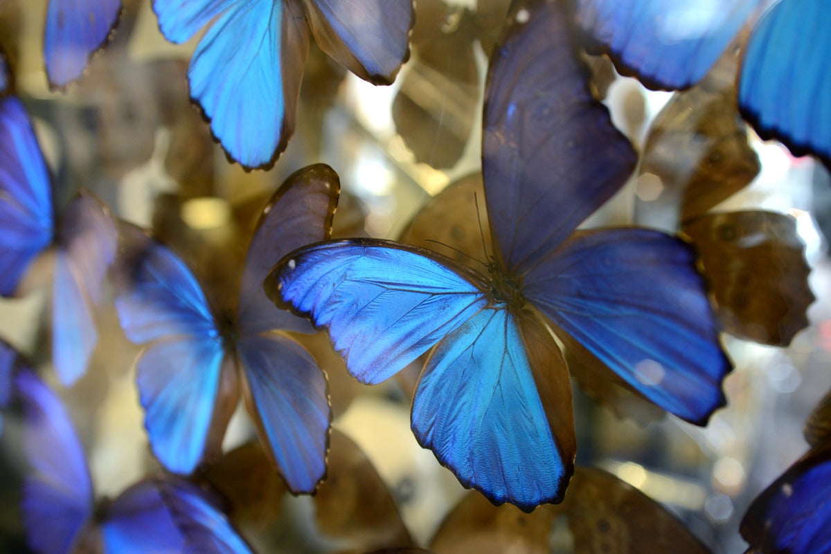 peruvian butterflies