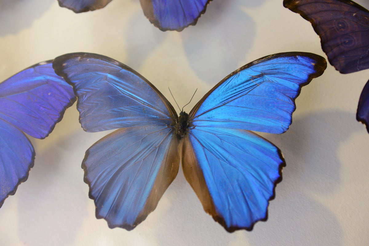 Butterflies Morpho from Peru under Framework In Excellent Condition In Paris, FR