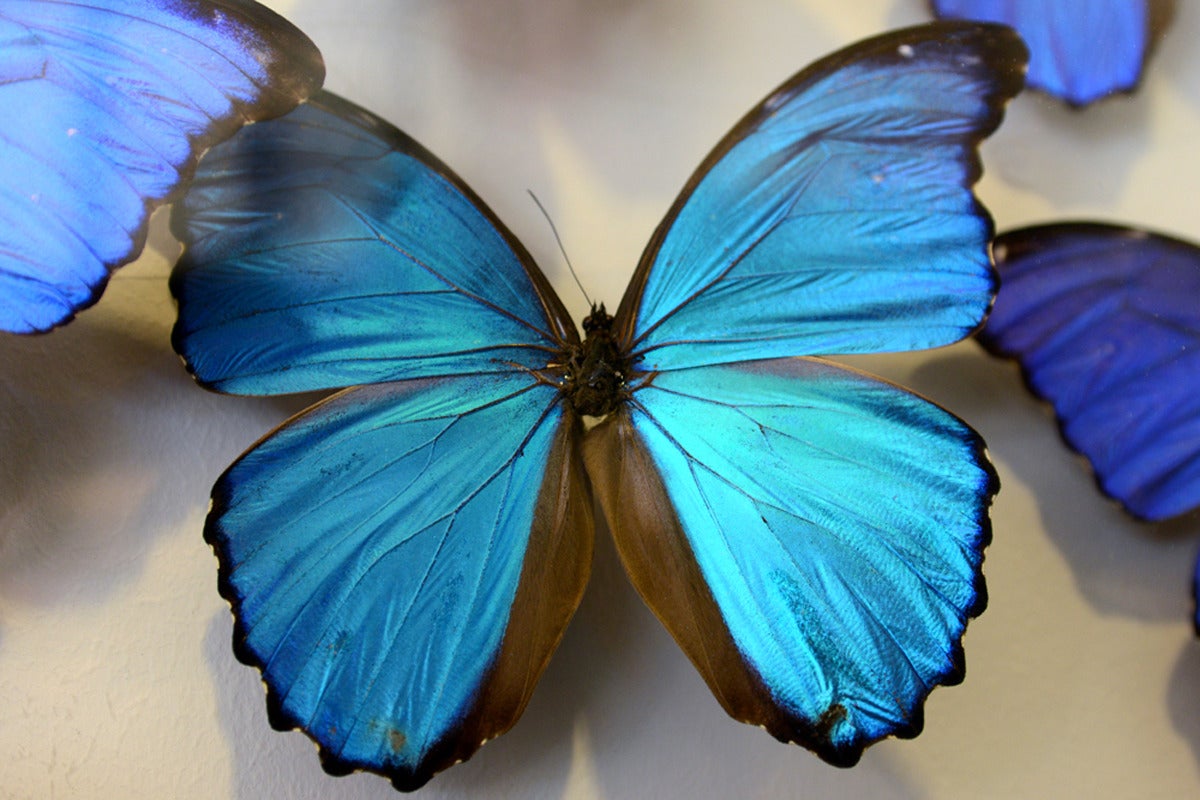Contemporary Butterflies Morpho from Peru under Framework