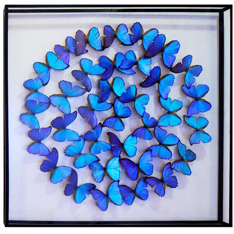 Butterflies Morpho from Peru under Framework